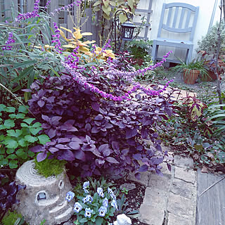 メキシカンセージのインテリア実例 Roomclip ルームクリップ