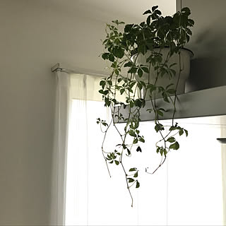 観葉植物 つる性植物のインテリア実例 Roomclip ルームクリップ