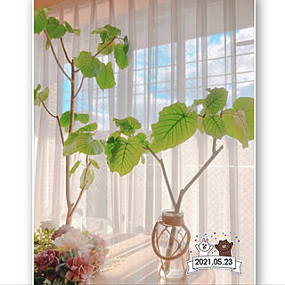 ウンベラータ ウンベラータ水挿しのインテリア実例 Roomclip ルームクリップ