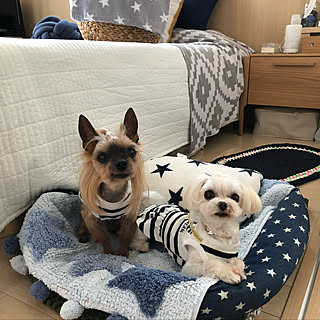 ベッド周り/もっとオシャレにしたい♡/いつも良いねありがとうございます/ヨーキー&マルチ大好き☆のインテリア実例 - 2018-06-23 22:19:55