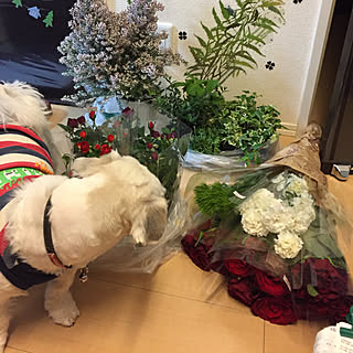 ビクリ価格Σ( Д )ﻌﻌﻌﻌ⊙ ⊙/またまた観葉植物増えた/激安花屋にて開店にてGETだぜ!/こーゆー日に癒し必要/ラッキーディ♬♬...などのインテリア実例 - 2018-04-11 18:32:33
