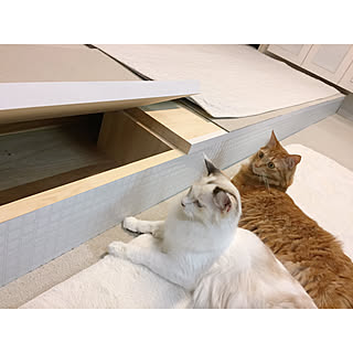 うちの子/2階リビング/小上がりDIY/いいね!押し逃げばかりでごめんなさい。/いいね&フォローありがとうございます☆...などのインテリア実例 - 2017-11-28 16:39:52