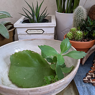 子宝草の子株のインテリア実例 Roomclip ルームクリップ