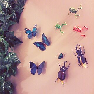キッチン/magnet/昆虫/bug/butterfly...などのインテリア実例 - 2013-10-05 20:55:41