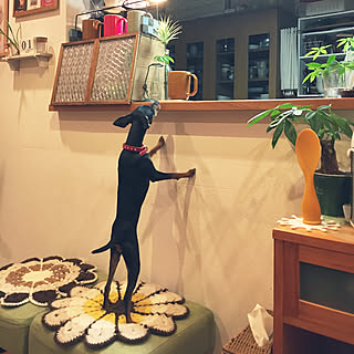 キッチン/ナチュラル/100均/ハンドメイド/DIY...などのインテリア実例 - 2018-04-08 01:09:56