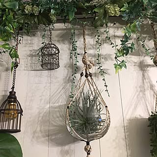 壁/天井/エアプランツ/NO GREEN NO LIFE/一人暮らし/ペットと暮らす家...などのインテリア実例 - 2016-11-24 17:10:21