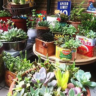 多肉植物 ドロップ缶のおしゃれなアレンジ 飾り方のインテリア実例 Roomclip ルームクリップ