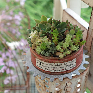 多肉植物 シーチキン缶のインテリア実例 Roomclip ルームクリップ 多肉植物 シーチキン缶のインテリア実例 Roomclip ルームクリップ