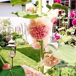 NO GREEN NO LIFE/Blogやってません/Gardeningやってます/庭/タチアオイ...などのインテリア実例 - 2014-09-01 14:25:43