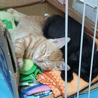 ねこのいる日常/茶虎/黒猫 凛々のインテリア実例 - 2017-06-26 19:46:45