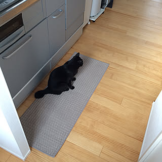 キッチン/キッチンマット/IKEA/猫と暮らす/掃除しやすく...などのインテリア実例 - 2018-08-24 16:25:48