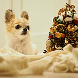 リノベーション 松ぼっくりツリーのインテリア レイアウト実例 Roomclip ルームクリップ