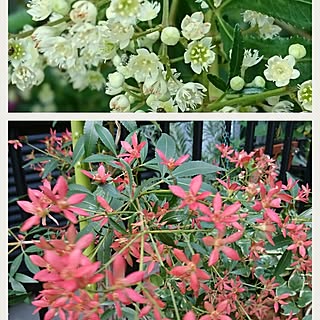 クリスマスブッシュのインテリア実例 Roomclip ルームクリップ