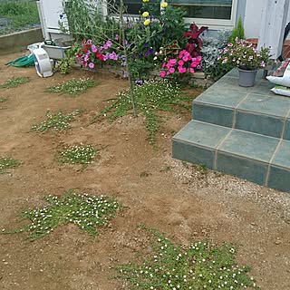 グランドカバー 手作り花壇のインテリア実例 Roomclip ルームクリップ