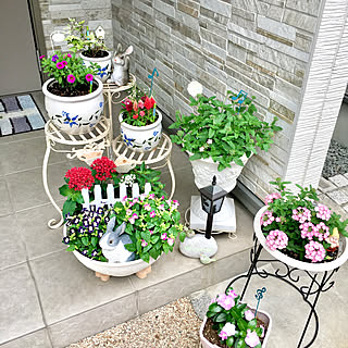 寄せ植え ニチニチソウのインテリア実例 Roomclip ルームクリップ 寄せ植え ニチニチソウのインテリア実例 Roomclip ルームクリップ