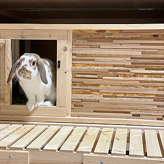 うさぎのお部屋 うさぎ小屋のインテリア実例 Roomclip ルームクリップ うさぎのお部屋 うさぎ小屋のインテリア実例 Roomclip ルームクリップ