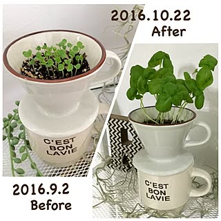 バジル栽培のインテリア実例 Roomclip ルームクリップ