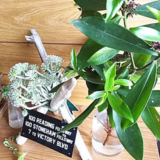 水栽培 沈丁花 のおしゃれなアレンジ 飾り方のインテリア実例 Roomclip ルームクリップ