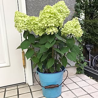 玄関/入り口/花のある暮らし/NO GREEN NO LIFE/グリーンのある暮らし/ねこと暮らす。...などのインテリア実例 - 2017-06-25 06:58:03