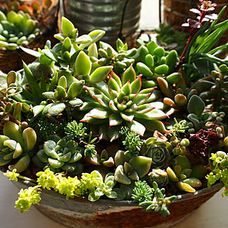机/賃貸でも楽しく♪/グリーンのある暮らし/多肉植物/似たような写真ですみません...などのインテリア実例 - 2017-11-28 14:13:47