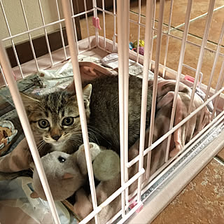 殺処分のない世界へ/猫/保護猫/猫バカ部/猫との暮らし...などのインテリア実例 - 2017-08-26 21:59:01