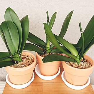 胡蝶蘭植え替えのインテリア実例 Roomclip ルームクリップ