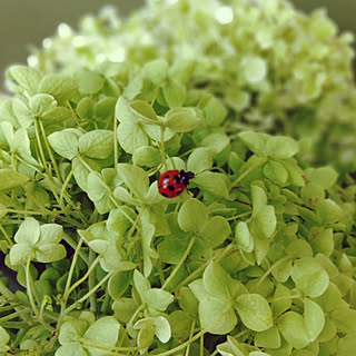 てんとう虫 紫陽花のおしゃれなアレンジ 飾り方のインテリア実例 Roomclip ルームクリップ てんとう虫 紫陽花のおしゃれなアレンジ 飾り方のインテリア実例 Roomclip ルームクリップ