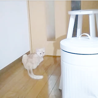 壁/天井/木製スツール/ホワイトペイント/HARU/お風呂から出てくるのを待つ子猫♥...などのインテリア実例 - 2019-11-12 20:18:35