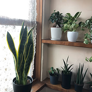 小窓カーテン/サンセベリア/ポトス/モノトーンインテリア/ダイソー...などのインテリア実例 - 2020-02-22 21:26:39