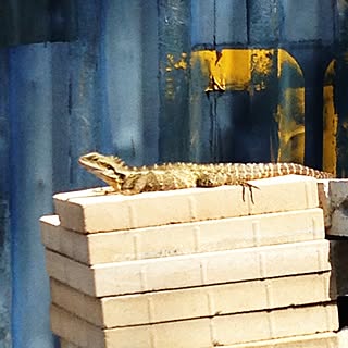 部屋全体/野生動物/ネタ切れなので・・・/インテリアじゃなくてすみません/トカゲ/もはやインテリア無視のインテリア実例 - 2015-12-08 23:14:53