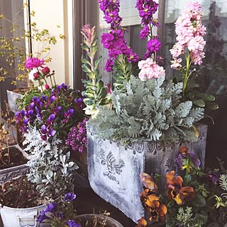 パンジーとビオラ 葉牡丹寄せ植えのインテリア実例 Roomclip ルームクリップ