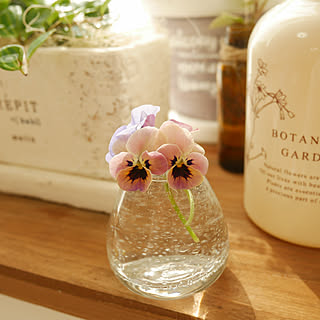 ビオラ ピンクコアラのインテリア実例 Roomclip ルームクリップ