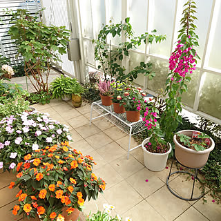 ブーゲンビリア 鉢植えのおしゃれなアレンジ 飾り方のインテリア実例 Roomclip ルームクリップ