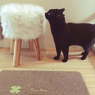 玄関/入り口/ねこのいる日常/ねこと暮らす/黒猫リヒトくん♡/玄関を明るくしたい...などのインテリア実例 - 2018-04-05 17:24:08