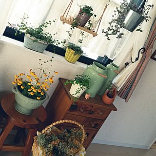 ガーデニング フウセンカズラのインテリア実例 Roomclip ルームクリップ