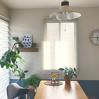 コウモリラン/フィカスアルテシマ/フィロデンドロン・シルバーメタル/フィロデンドロン/ダバリア...などのインテリア実例 - 2019-06-27 18:04:23