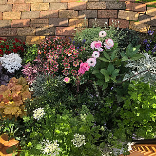 ヘリクリサムコルマのインテリア実例 Roomclip ルームクリップ