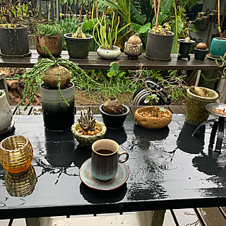 植物のある暮らし/植物観察/植物/植物観察の記録/green...などのインテリア実例 - 2019-10-19 08:46:51
