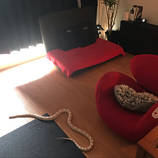 ヘビ 蛇のインテリア実例 Roomclip ルームクリップ
