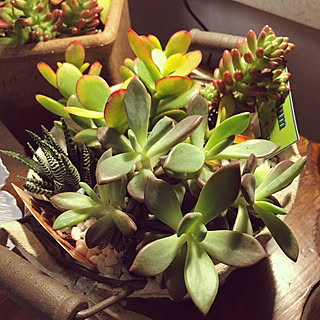 多肉植物難しいのインテリア実例 Roomclip ルームクリップ