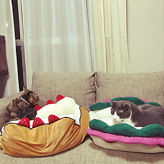 スリーコインズ ペットベッドのインテリア実例 Roomclip ルームクリップ