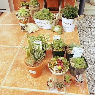 玄関/入り口/観葉植物/でも初心者/サボテン/ダイソー...などのインテリア実例 - 2017-06-13 15:56:22