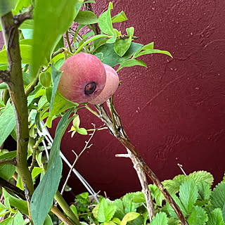 玄関 入り口 果物のおしゃれなアレンジ 飾り方のインテリア実例 Roomclip ルームクリップ