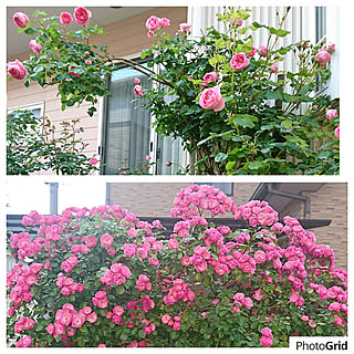 バス/トイレ/バストイレではありませんm(__)m/庭/バラ/薔薇のある暮らし...などのインテリア実例 - 2019-05-22 19:53:22