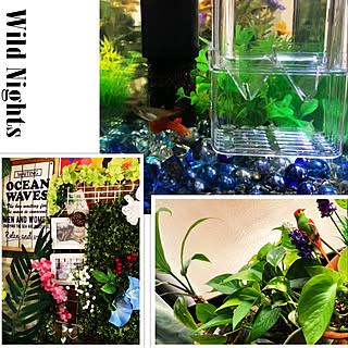 グッピー水槽/コルクの壁/Ocean ウェーブ/No Green No Life/壁/天井...などのインテリア実例 - 2020-06-13 14:01:49