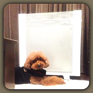 リビング/ペット/カーテン/ホワイトインテリア/カーペット...などのインテリア実例 - 2013-02-25 19:11:38