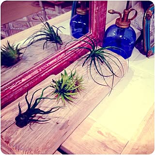 棚/新入り/エアプランツ/チランジアのインテリア実例 - 2013-10-04 22:25:32