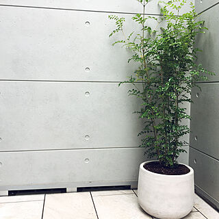 玄関 入り口 シマトネリコの鉢植えのインテリア実例 Roomclip ルームクリップ