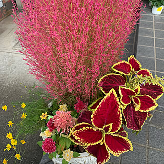 寄せ植え コキアのインテリア実例 Roomclip ルームクリップ