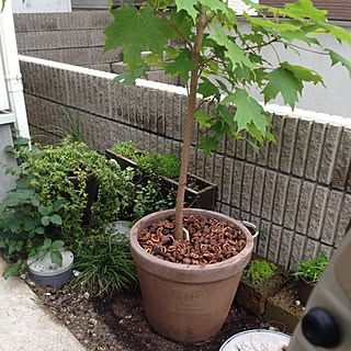 玄関 入り口 鉢植えの木のインテリア実例 Roomclip ルームクリップ